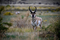Pronghorn Rut
