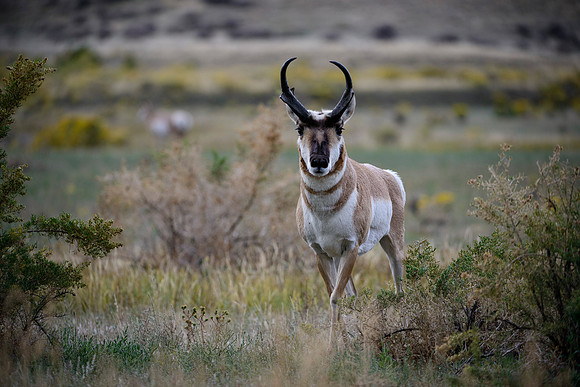 Pronghorn Rut