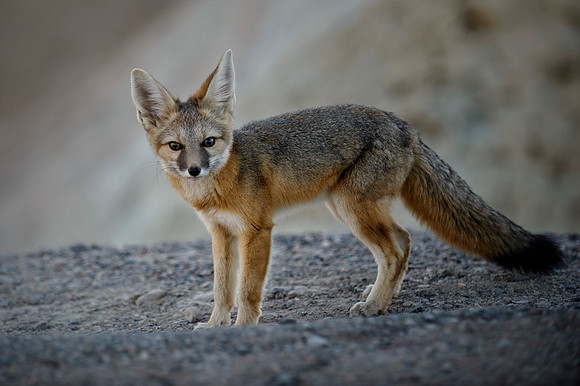 Roadside Fox