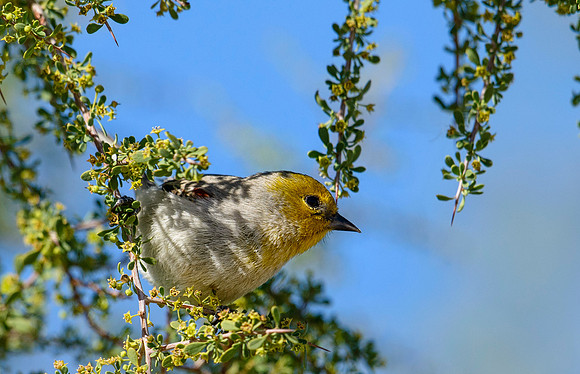 Birds in Organ Pipe Cactus NM, AZ